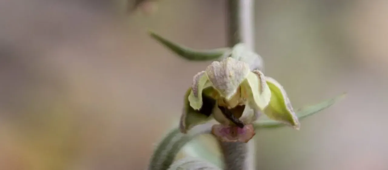 Kleinn's Helleborine