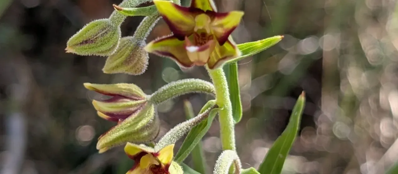 Epipactis veratrifolia