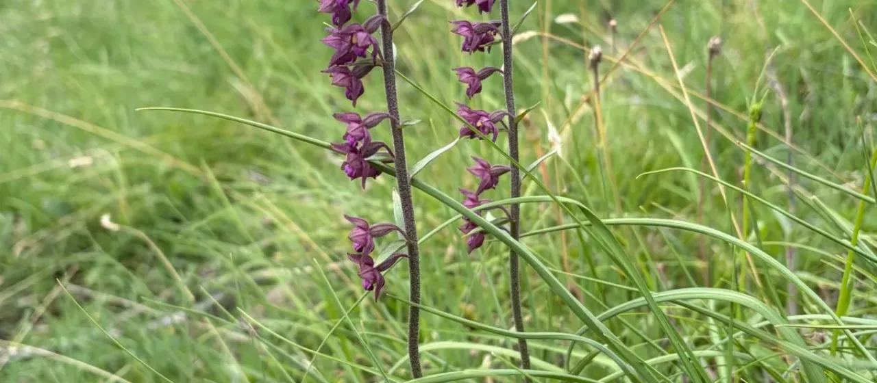 Dark-red helleborine