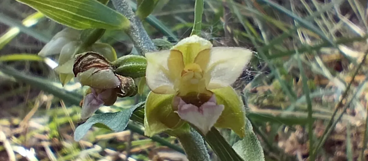 Helleborine orchid