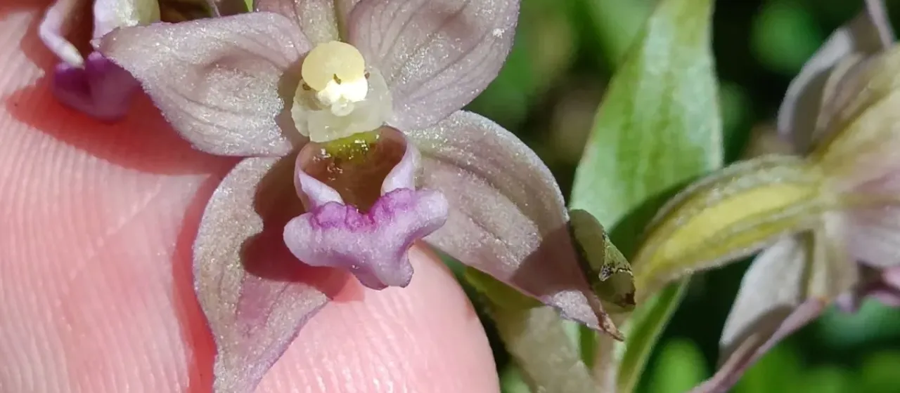 Epipactis tremolsii