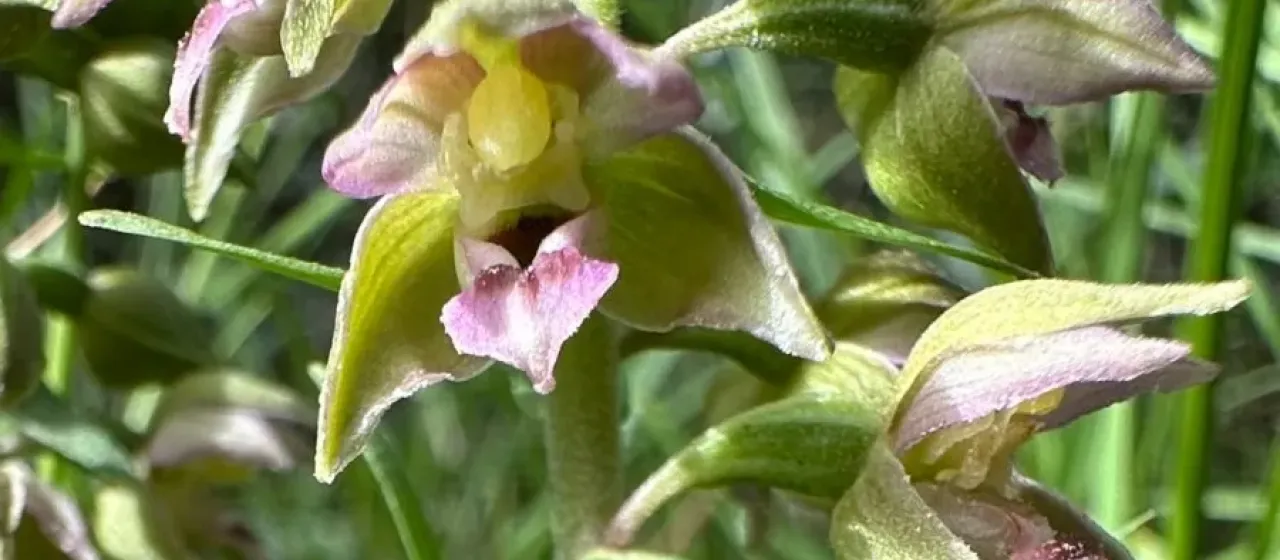 Young's Helleborine