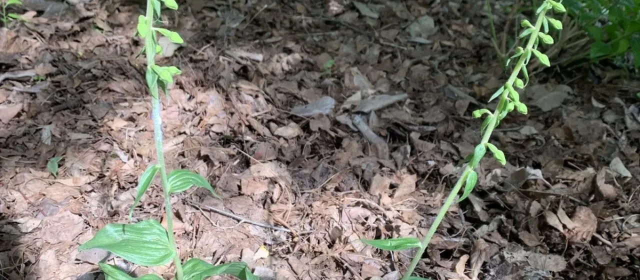 Norden's Helleborine