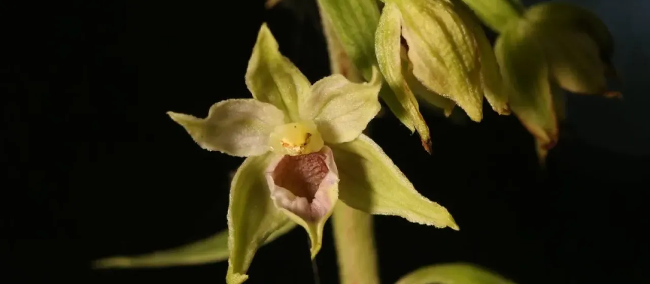 Narrow-lipped helleborine