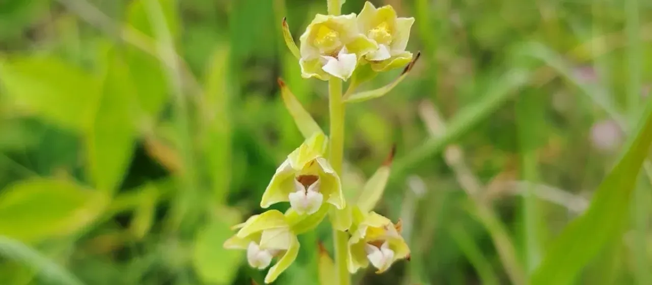 Dune Helleborine
