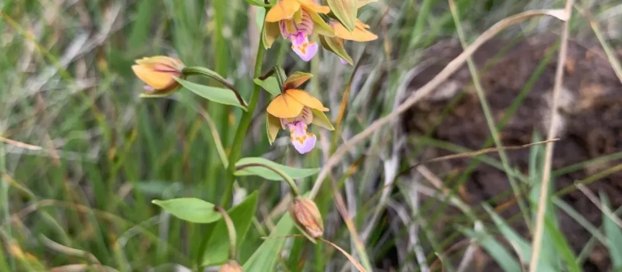 Thunberg's helleborine