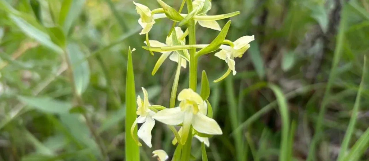 Greater butterfly-orchid