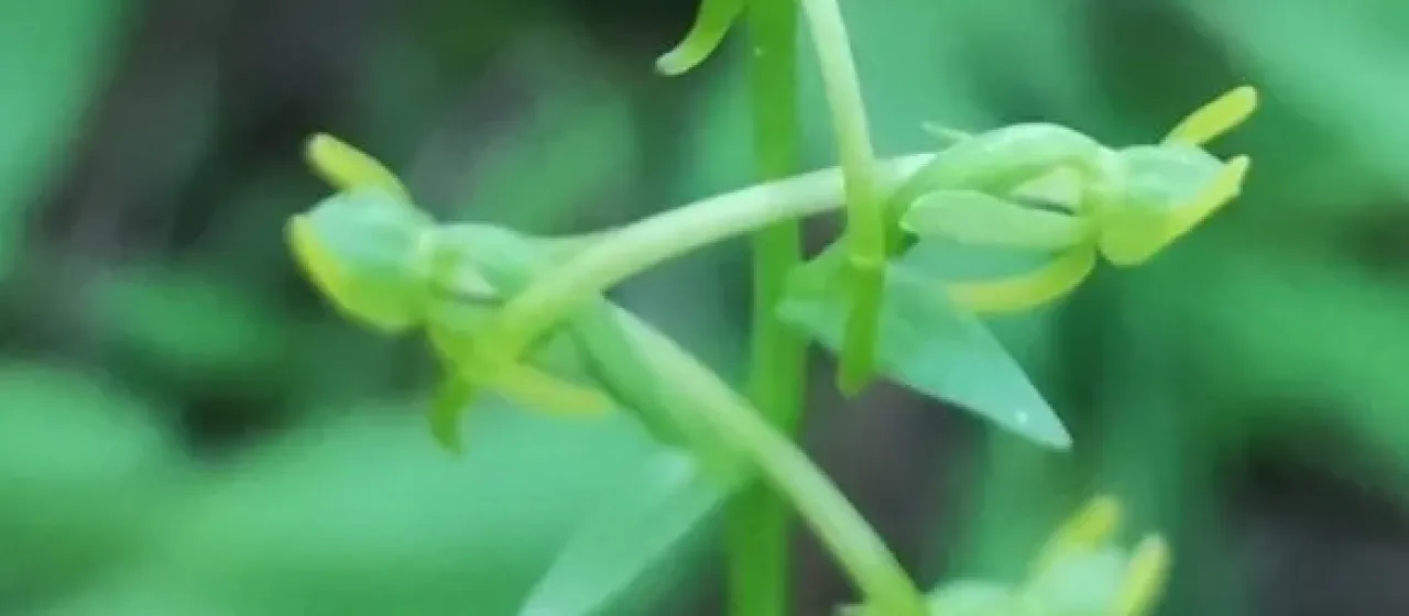 Любка офрисовидная