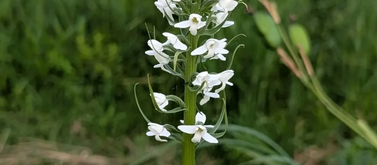 Platanthera hologlottis