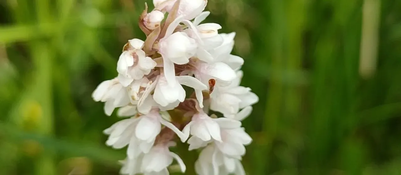 Frivald's false orchid