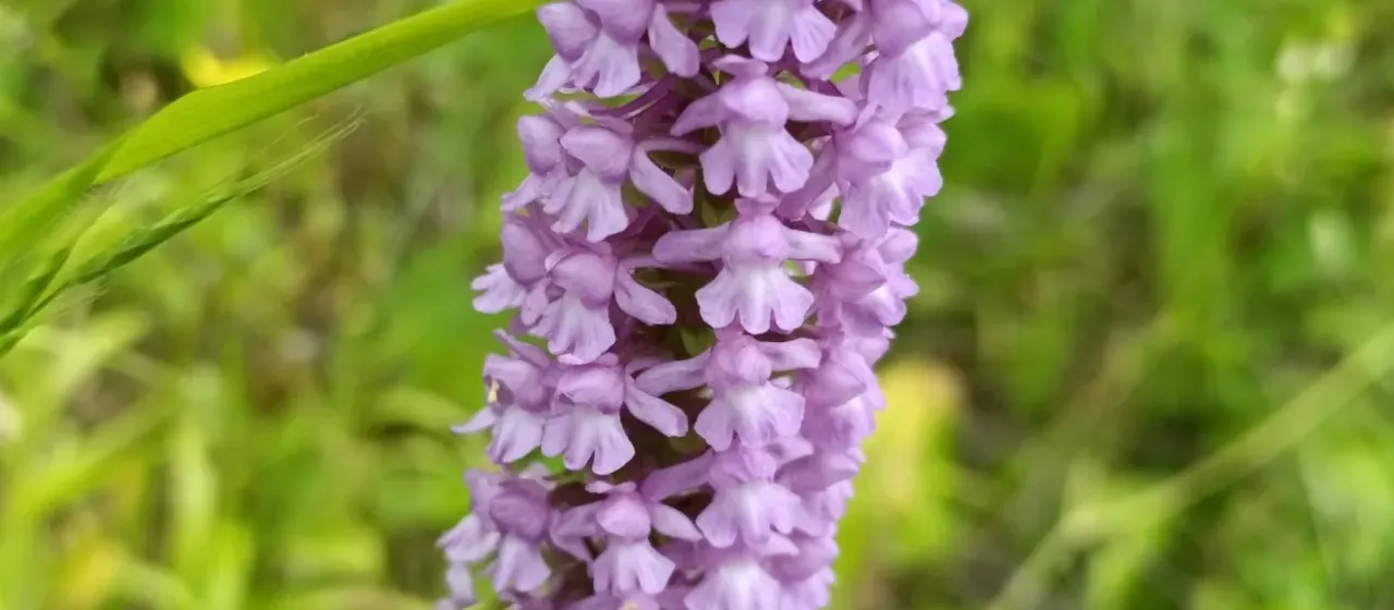 Gymnadenia densiflora