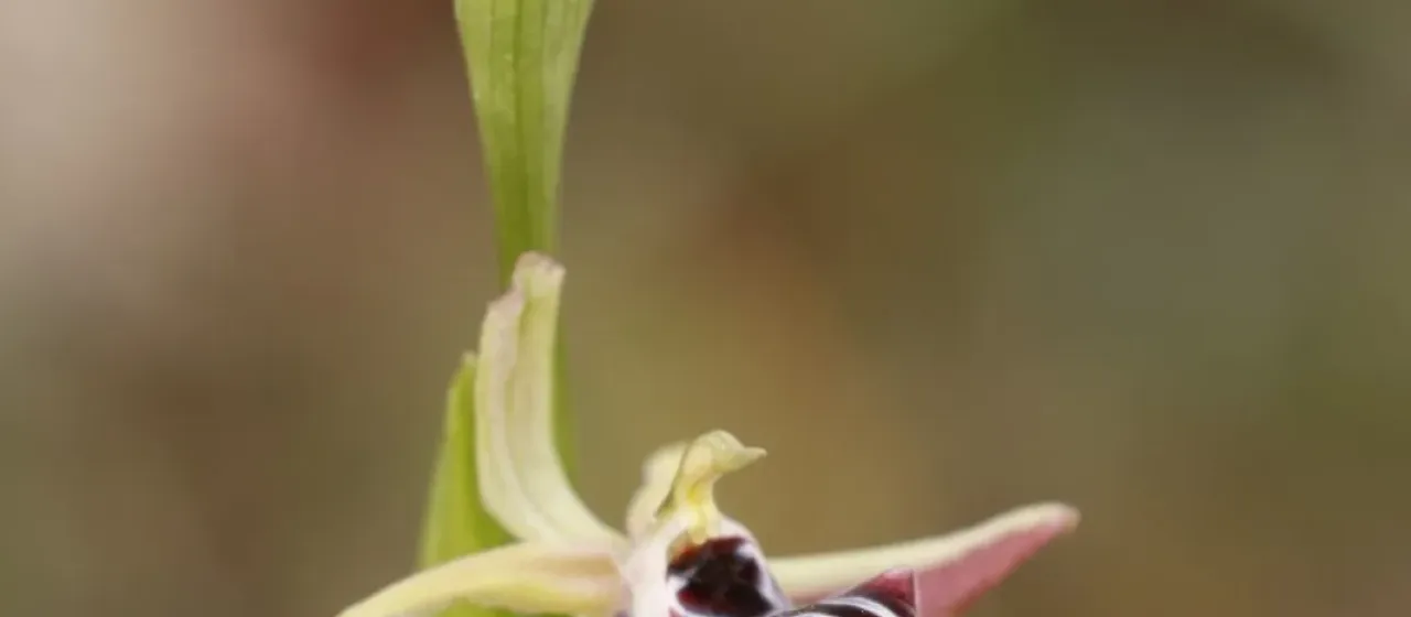 Ophrys antalyensis