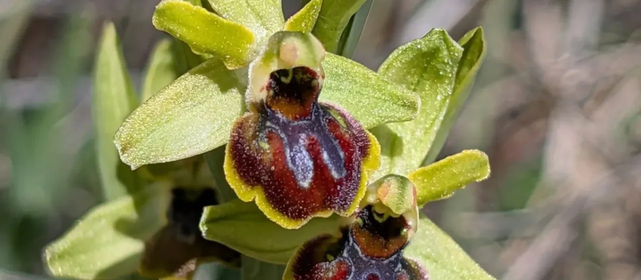 Early spider orchid