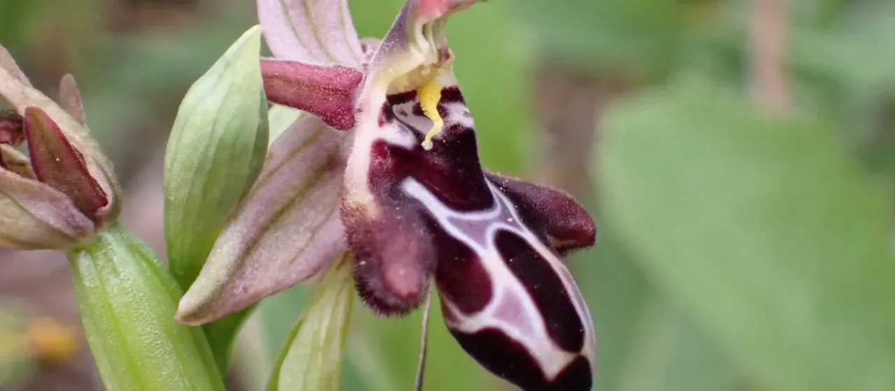 Cretan bee orchid