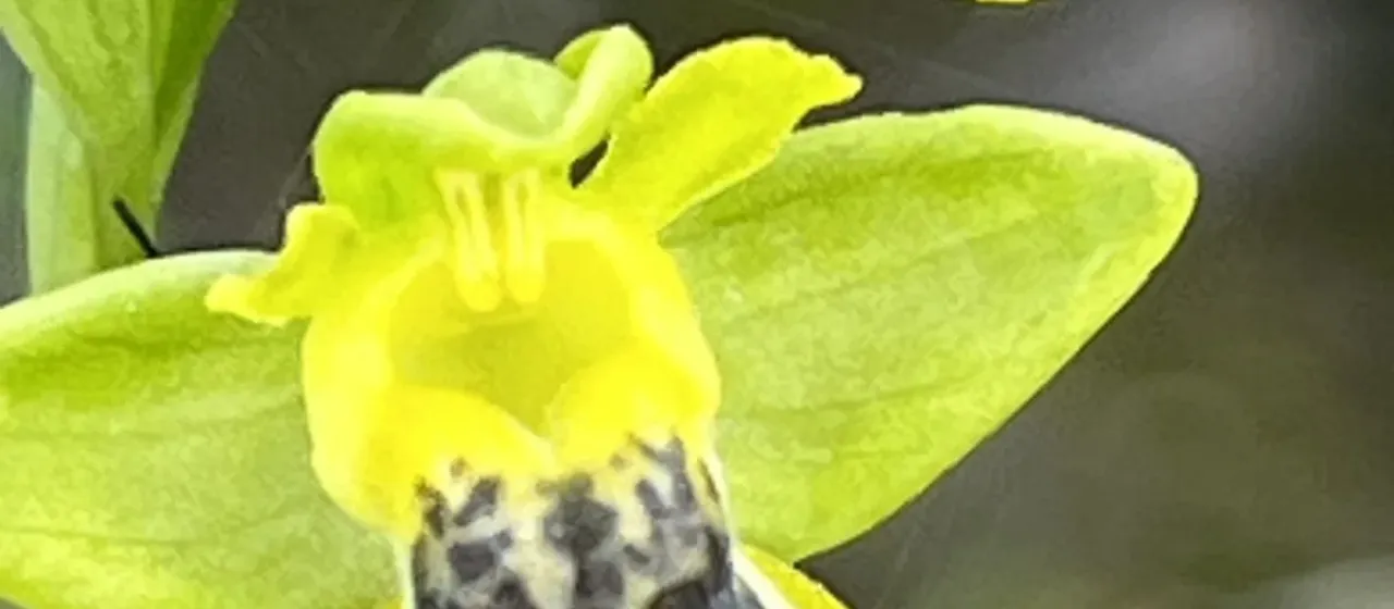 Ophrys sicula