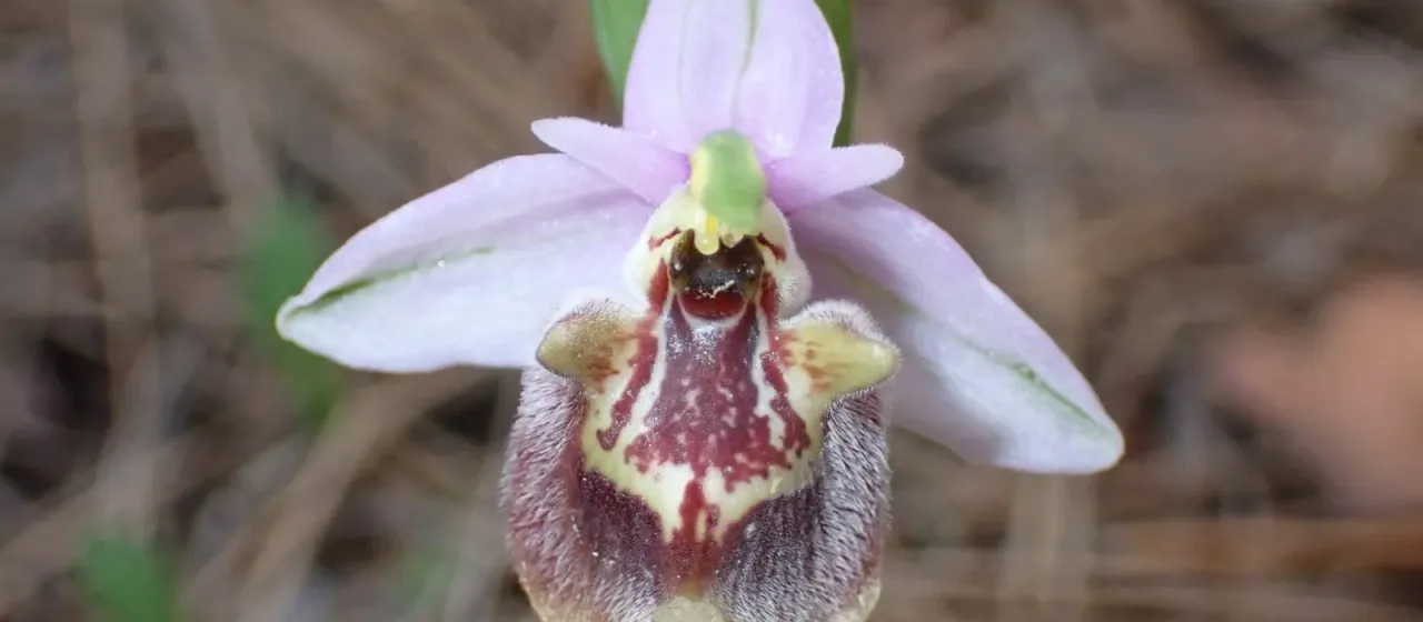 Ophrys candica