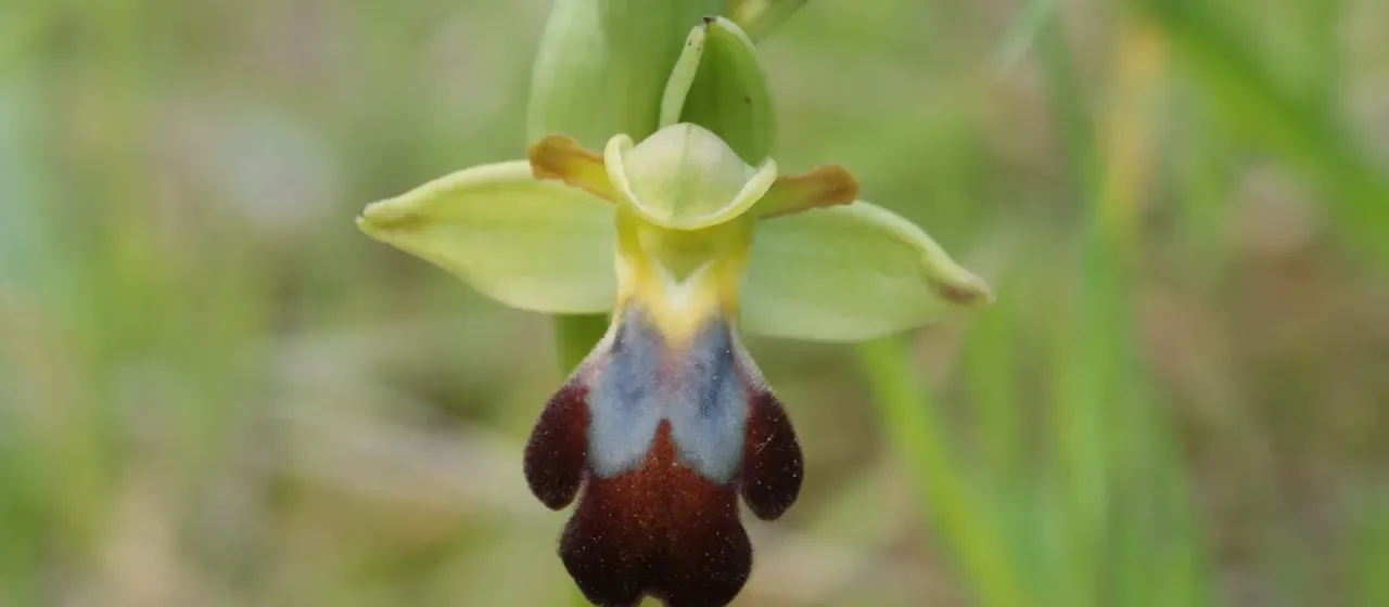 Rainbow Bee Orchid