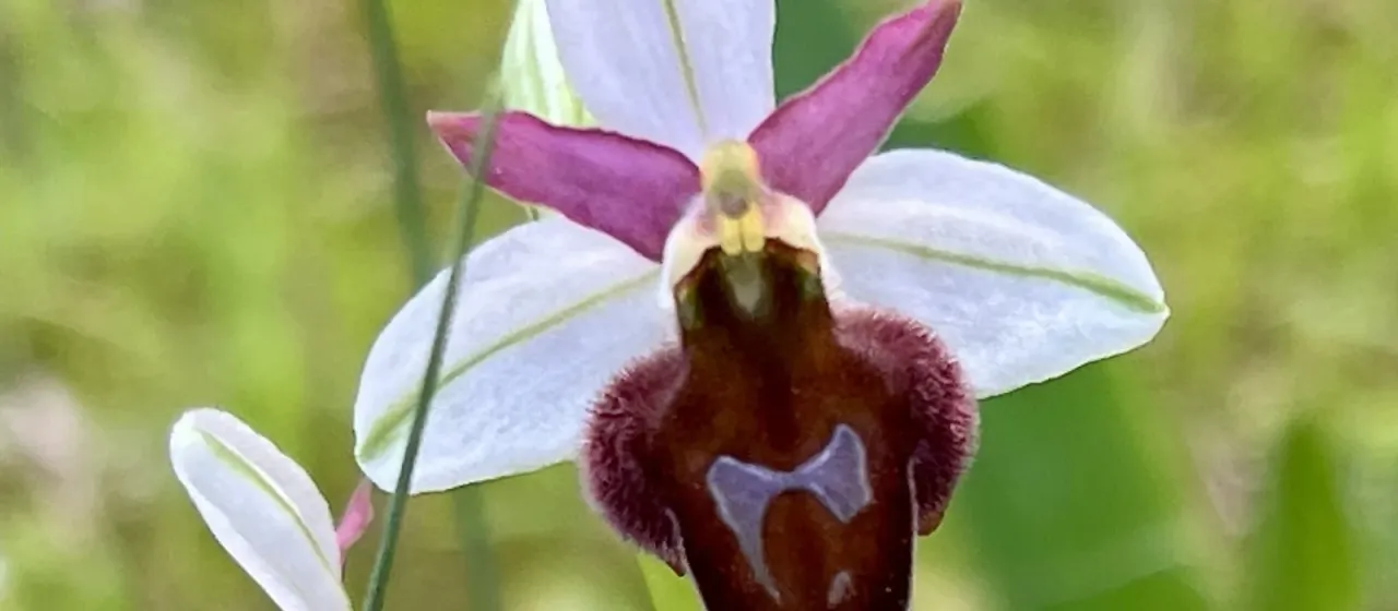 Argolic bee orchid