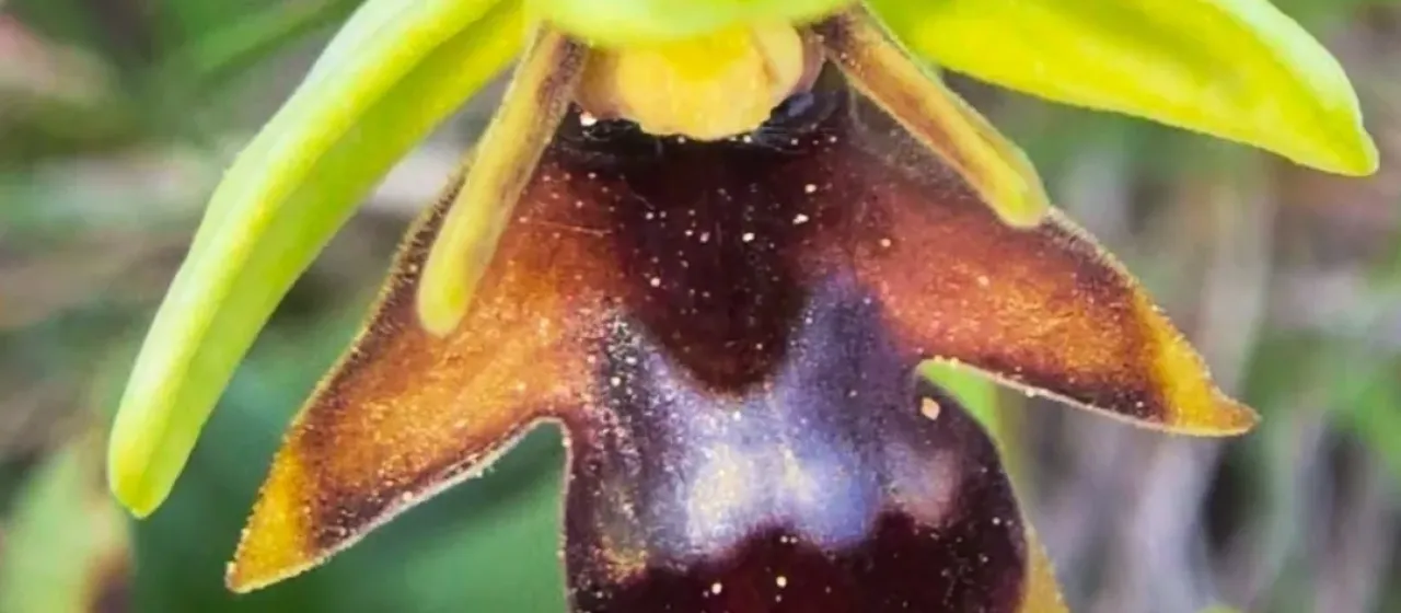 Ophrys aymoninii