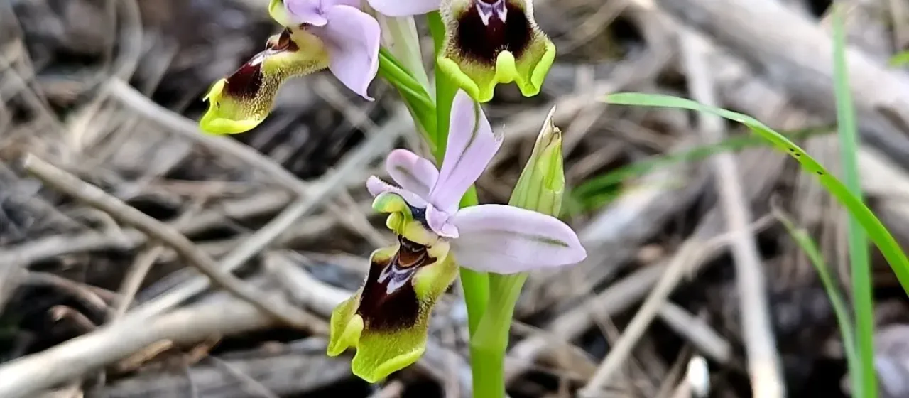 Ophrys aprilia