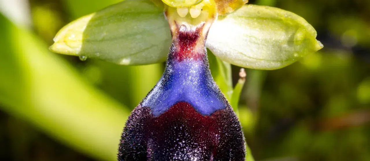 Atlantic Ophrys