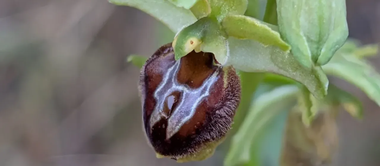 Spider Ophrys