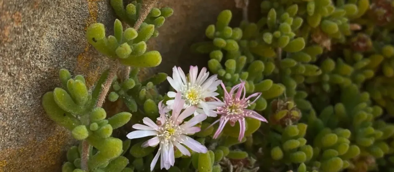 Drosanthemum candens