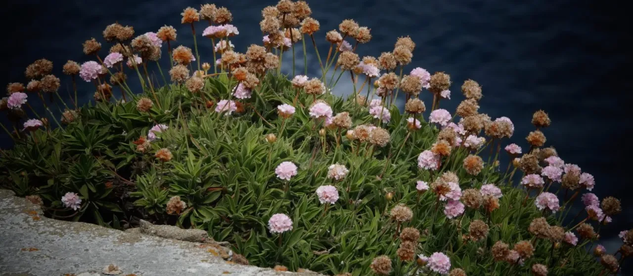 Armeria berlengensis