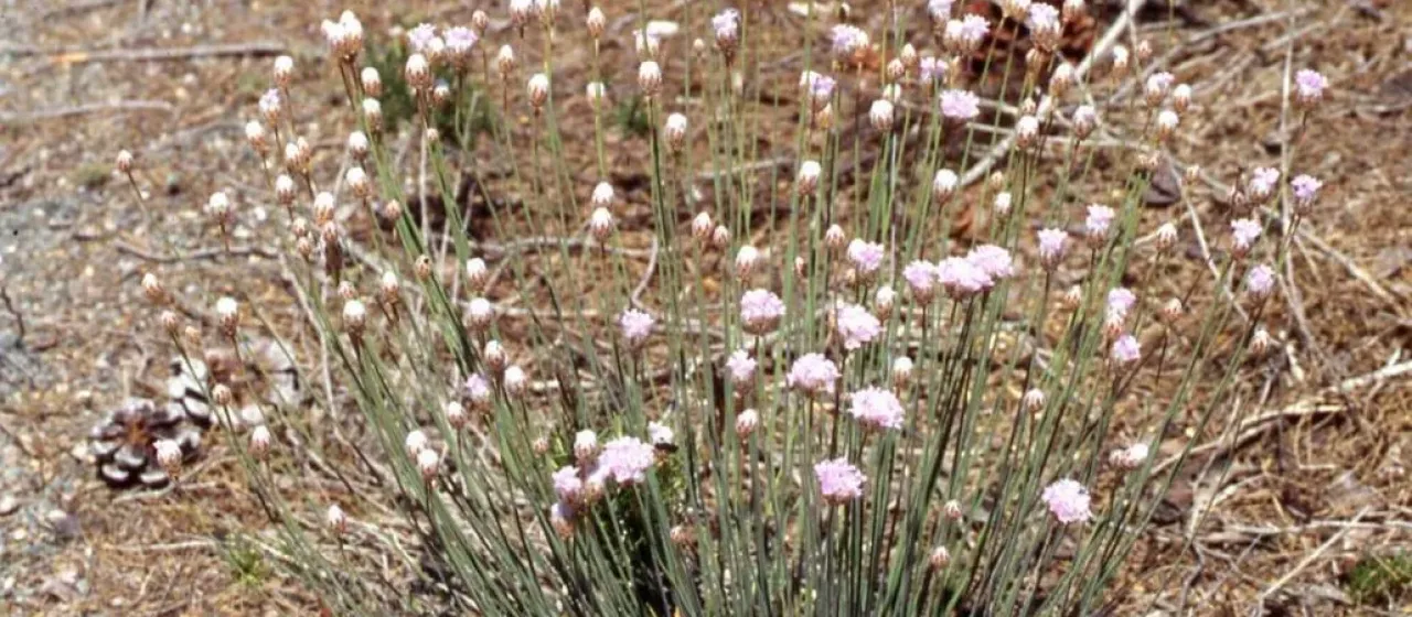 Velvet thrift