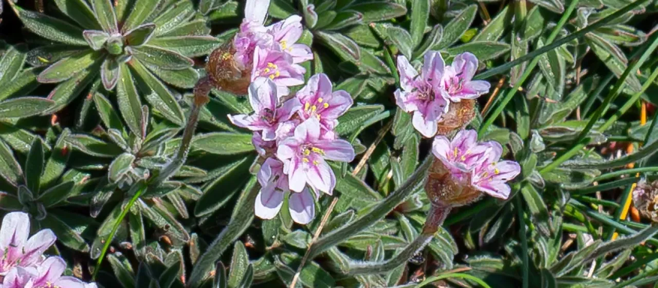 Armeria pubigera