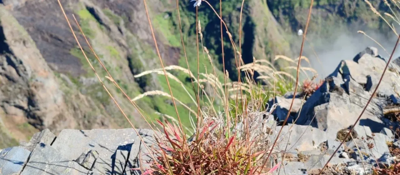 Madeira thrift