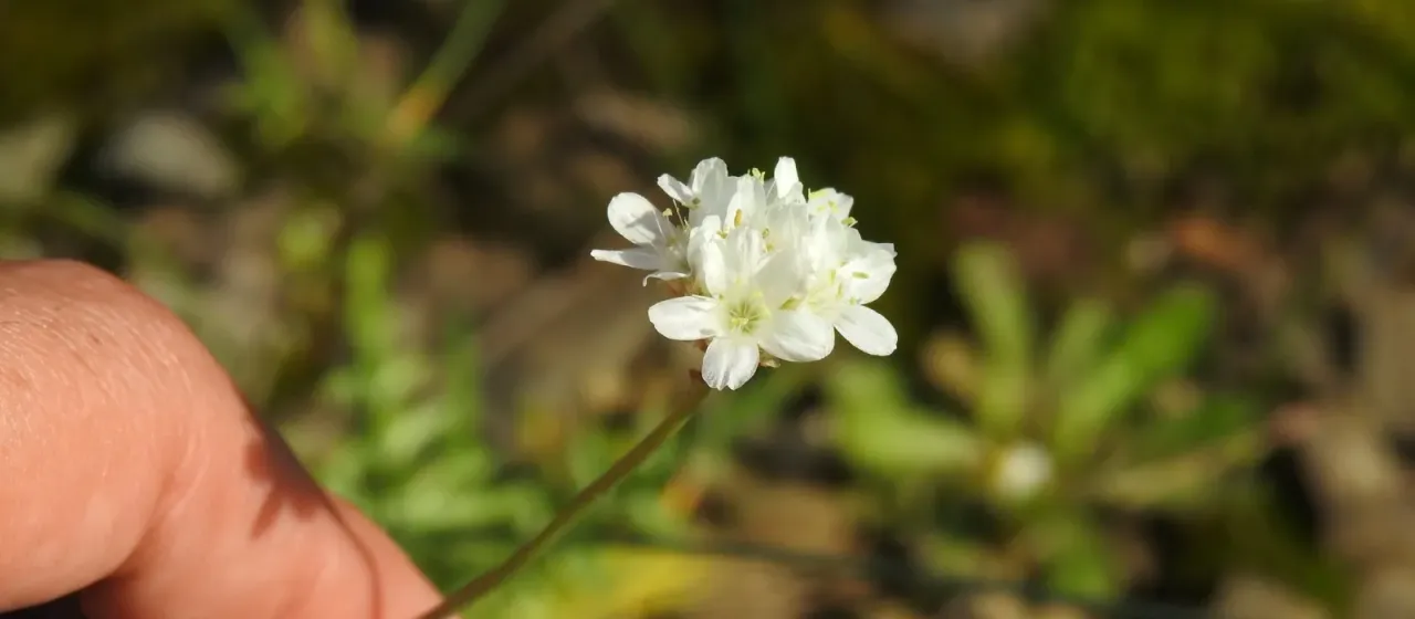 Armeria linkiana
