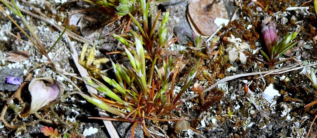Early hair-grass