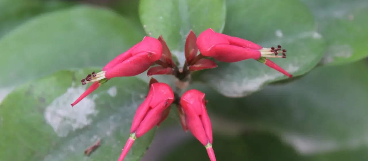 Japanese-poinsettia