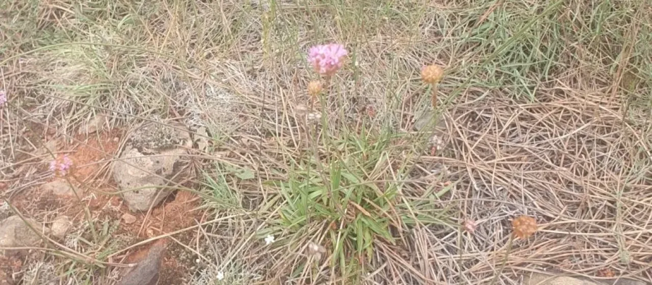 Armeria langei