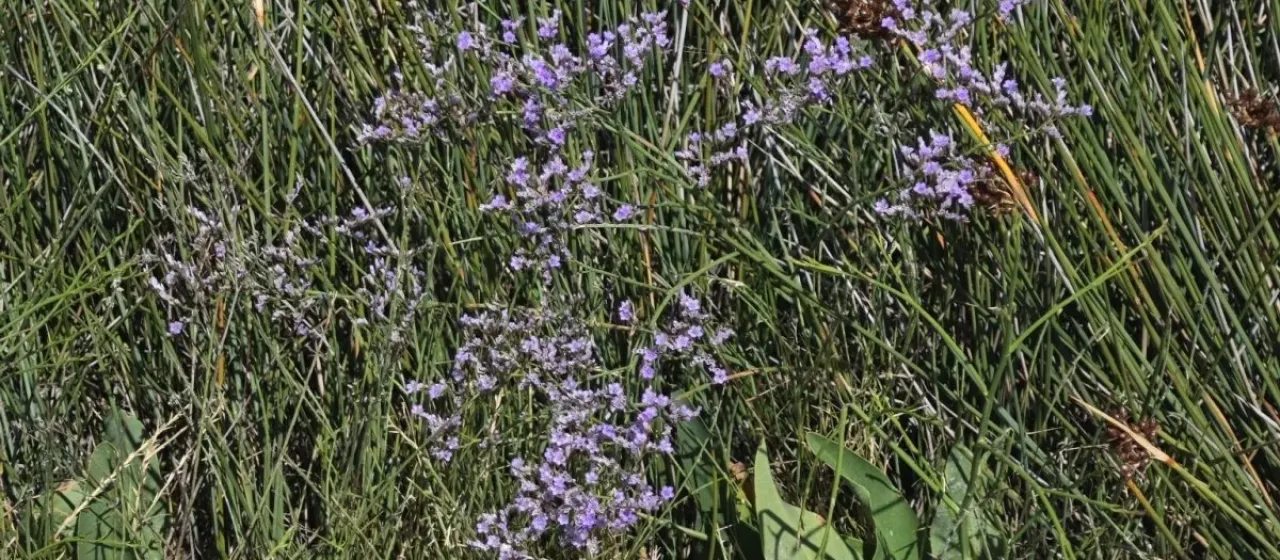 Narbonese sea-lavender