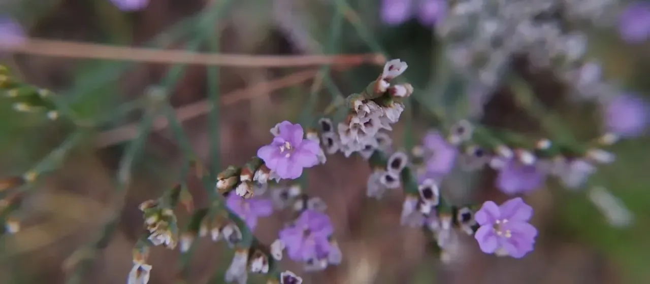 Algarve sea lavender