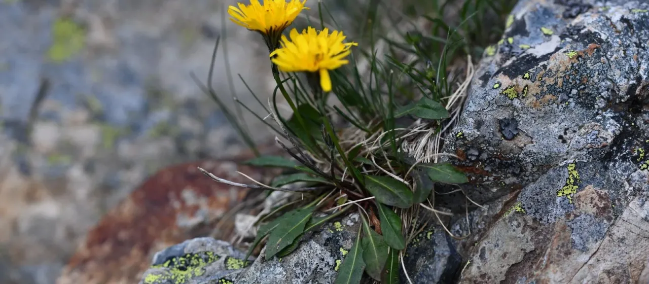 Pyrenean hawkbit