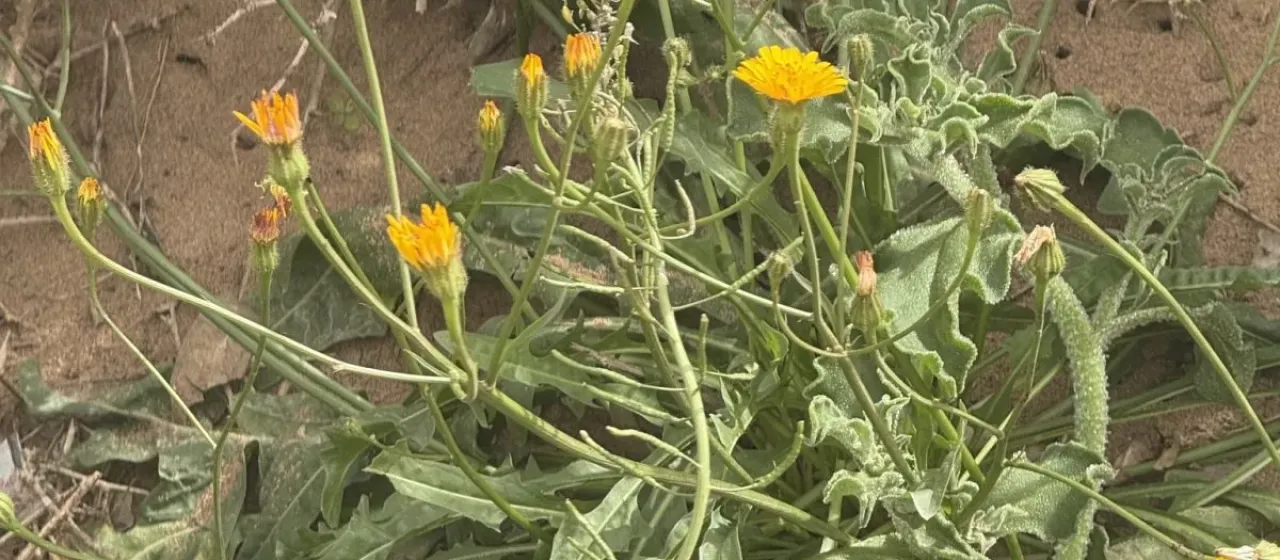 Scorzoneroides muelleri