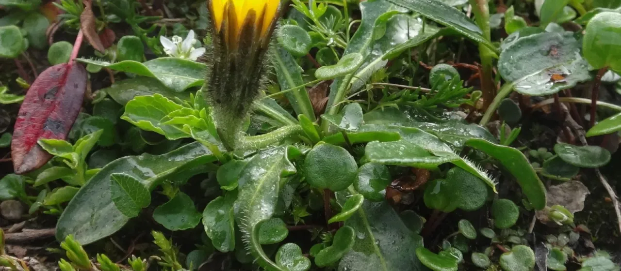 Scorzoneroides montaniformis