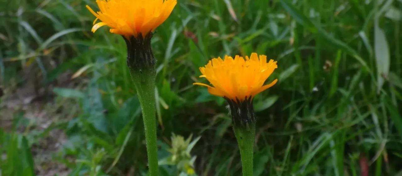 Saffron hawkbit