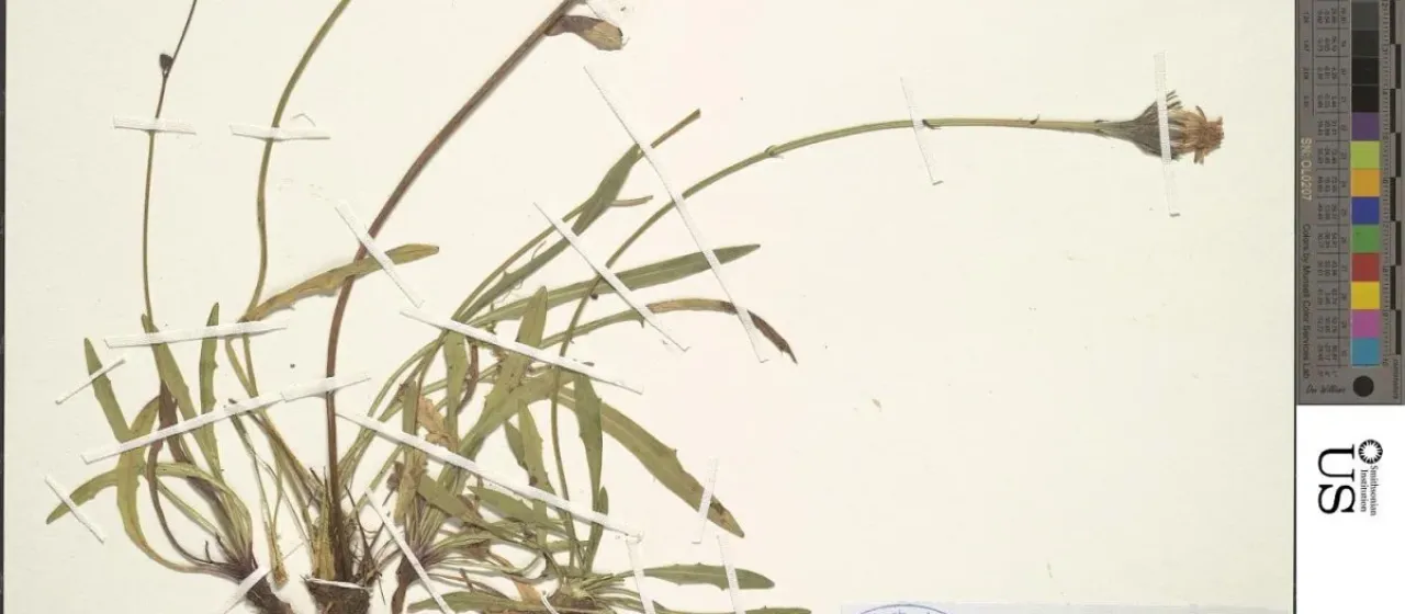 Scorzoneroides carpetana