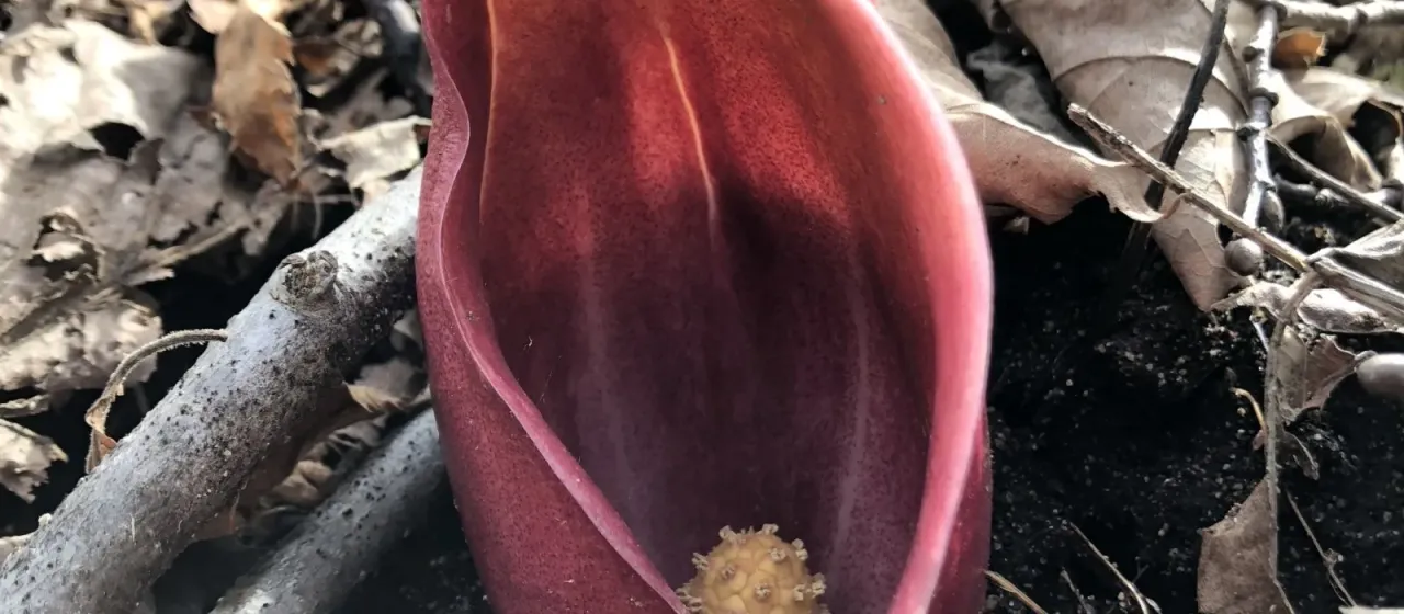Asian skunk cabbage