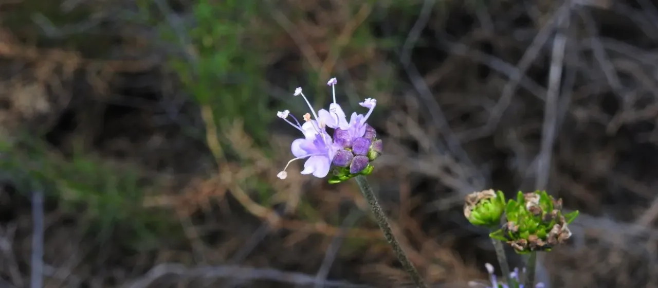 Succisa pinnatifida