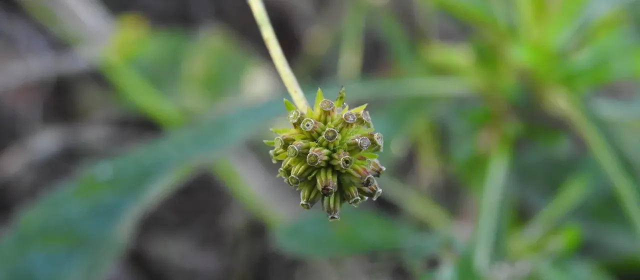 Succisella carvalhoana