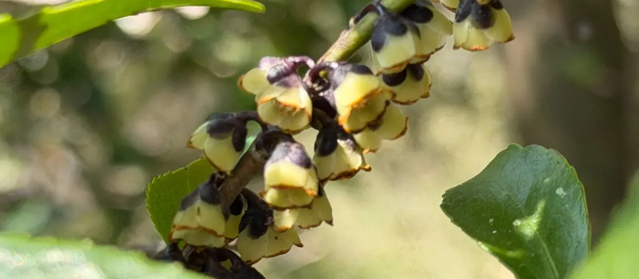 Eurya japonica