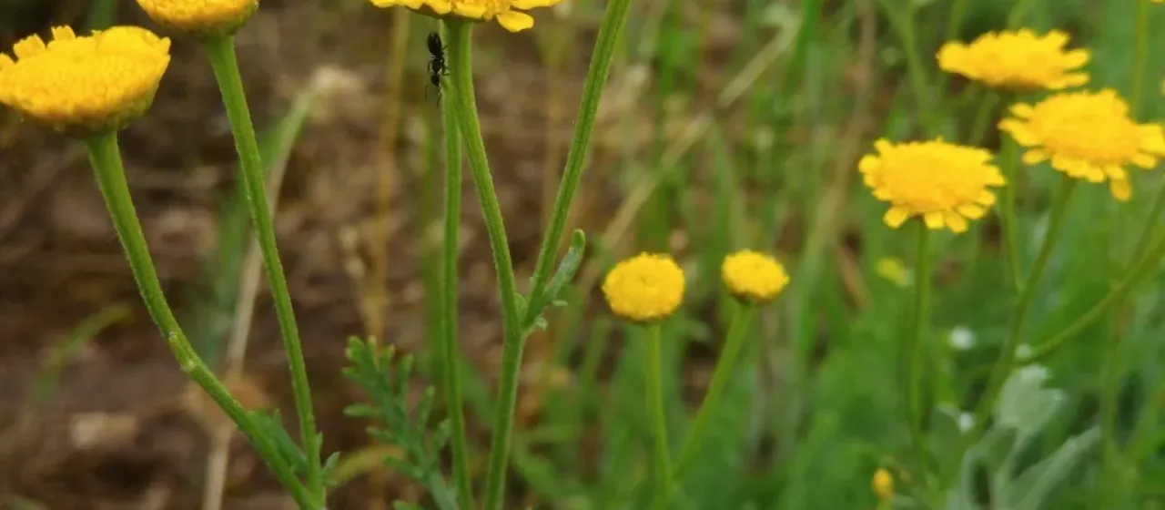 Milfoil tansy