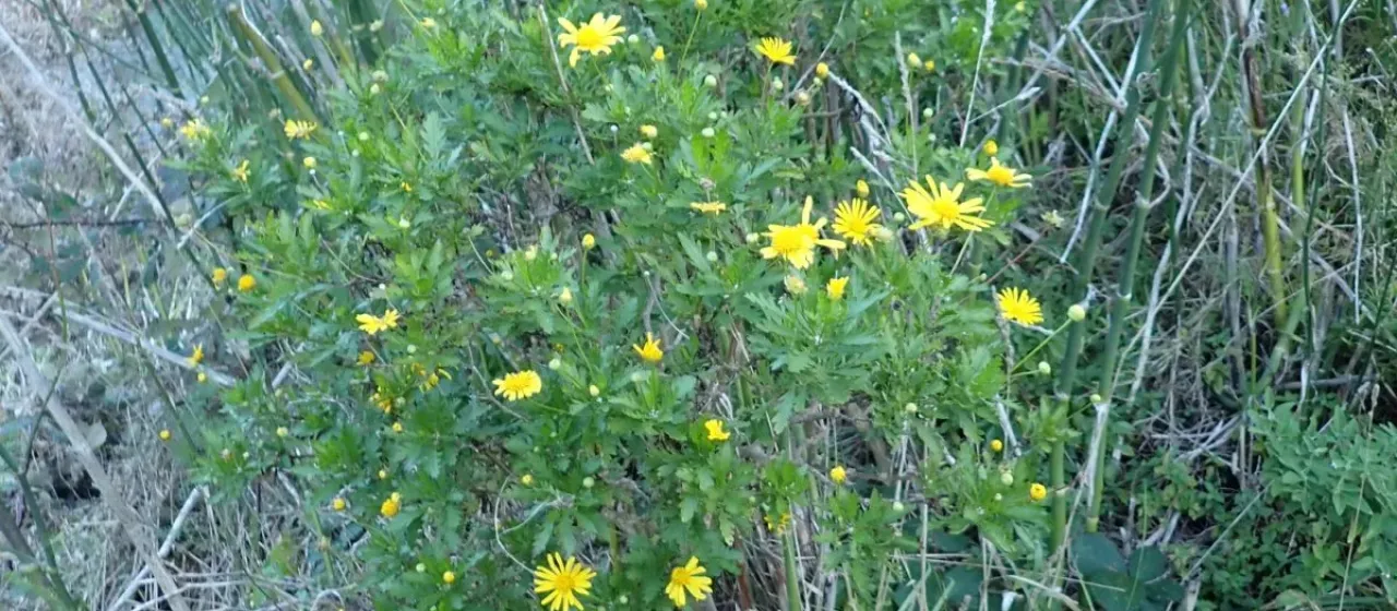 Euryops chrysanthemoides