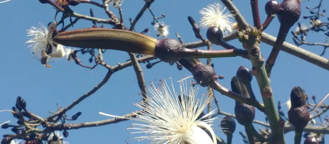 Pseudobombax grandiflorum
