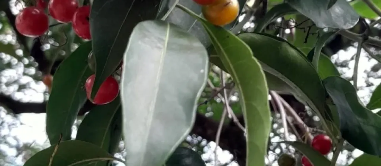 Кордия безчашечковая
